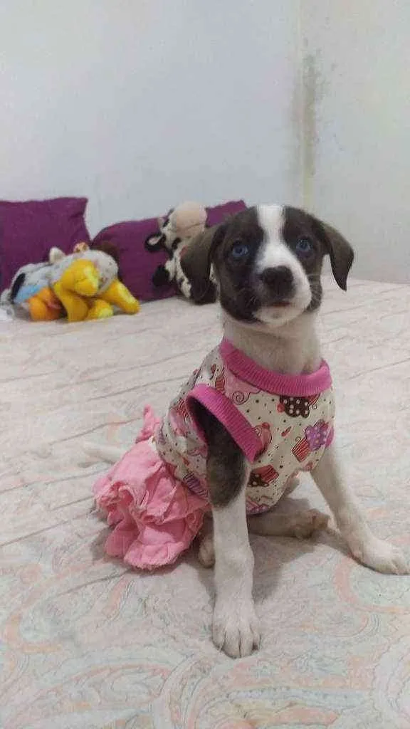 Cachorro ra a Srd idade Abaixo de 2 meses nome Meg