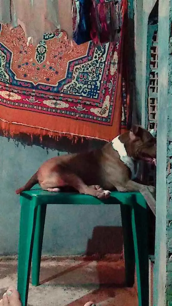 Cachorro raça Pitbull  idade 3 anos nome Zeus