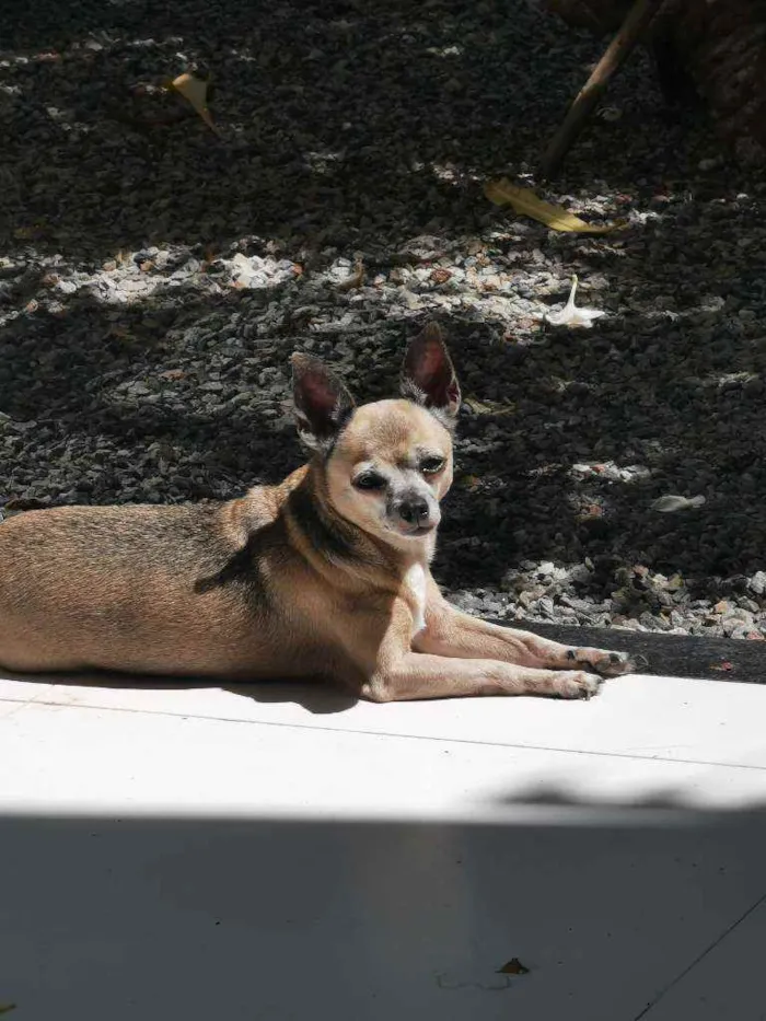 Cachorro ra a Chihuahua idade 6 ou mais anos nome Rosi