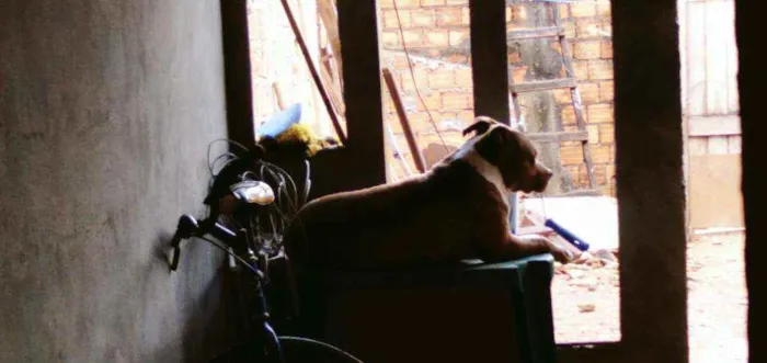 Cachorro raça Pitbull  idade 3 anos nome Zeus