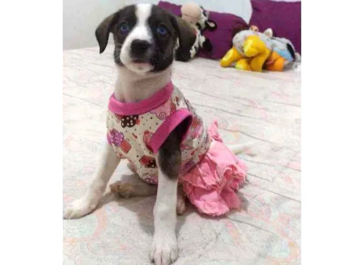 Cachorro ra a Srd idade Abaixo de 2 meses nome Meg