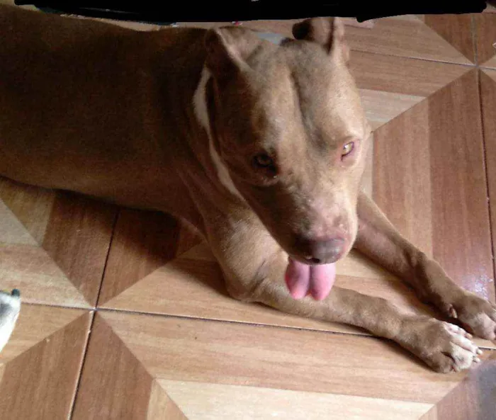 Cachorro raça Pitbull  idade 3 anos nome Zeus