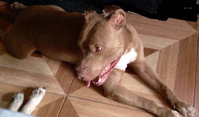 Cachorro raça Pitbull  idade 3 anos nome Zeus