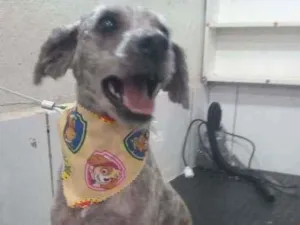 Cachorro raça Mix de poodle idade 1 ano nome Marley