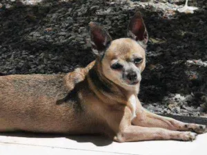 Cachorro raça Chihuahua idade 6 ou mais anos nome Rosi