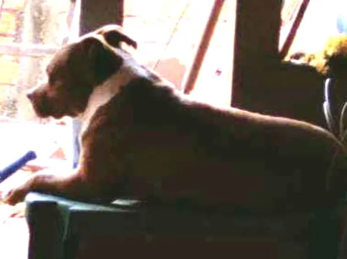 Cachorro raça Pitbull  idade 3 anos nome Zeus