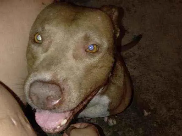Cachorro raça Pitbull  idade 3 anos nome Zeus