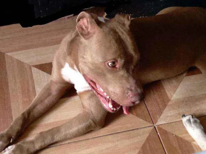 Cachorro raça Pitbull  idade 3 anos nome Zeus