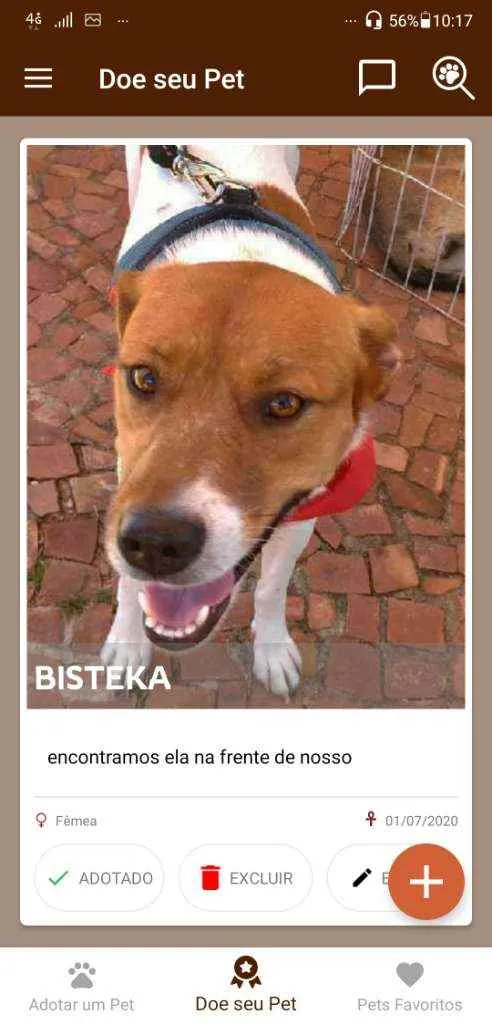 Cachorro ra a SRD idade 1 ano nome Bisteka
