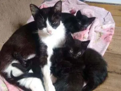 Gato raça Indefinida idade Abaixo de 2 meses nome Filhotinhos de gato
