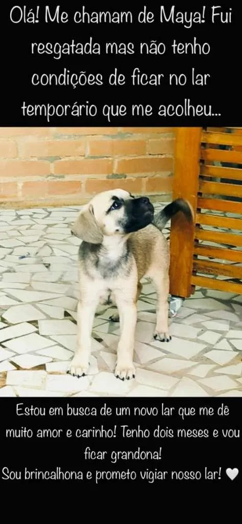 Cachorro ra a SRD-ViraLata idade 2 a 6 meses nome Maya