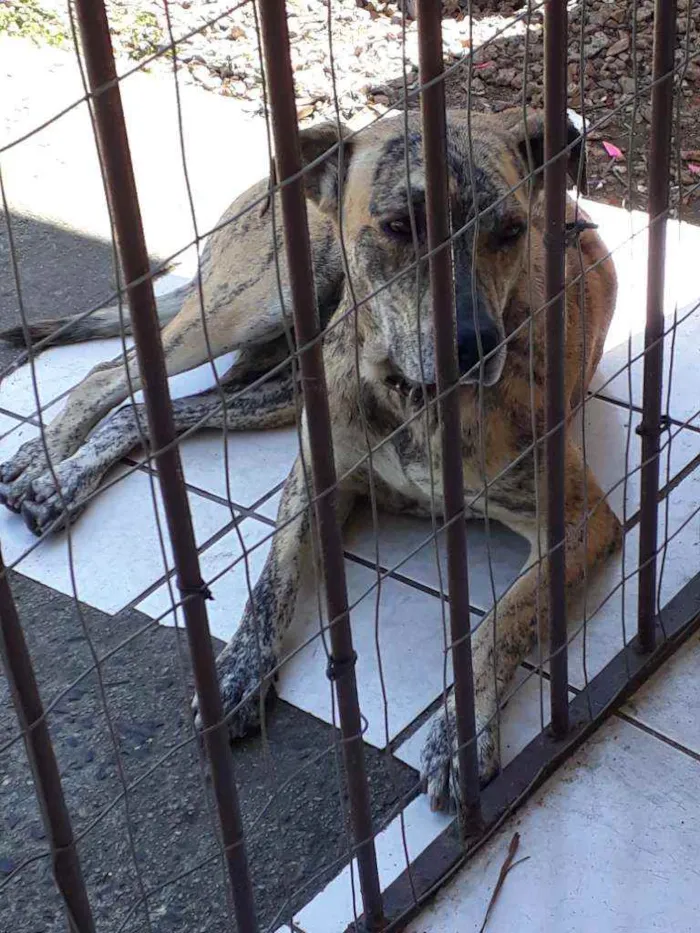 Cachorro ra a Pitbull com fila idade 1 ano nome Princesa