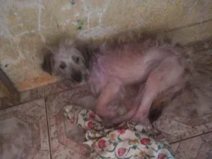 Cachorro raça Pudol  idade 2 a 6 meses nome Shirin