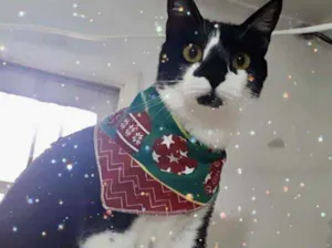 Gato raça Srd  idade 1 ano nome Linguiça linda 
