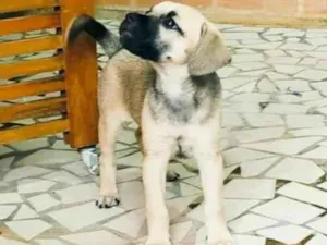 Cachorro raça SRD-ViraLata idade 2 a 6 meses nome Maya