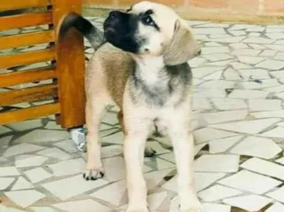 Cachorro raça SRD-ViraLata idade 2 a 6 meses nome Maya