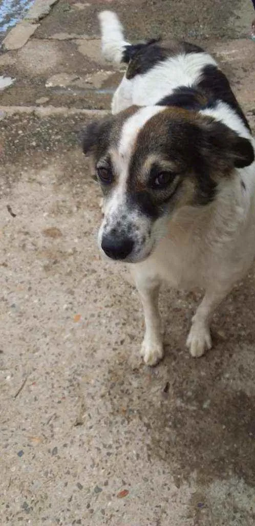 Cachorro ra a SRD idade 2 a 6 meses nome NINO