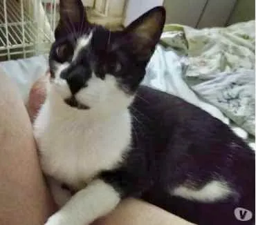 Gato raça Srd idade 1 ano nome Linguiça 