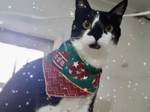 Gato raça Srd idade 1 ano nome Linguiça 