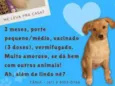 Cachorro raça SRD idade 2 a 6 meses nome NINO
