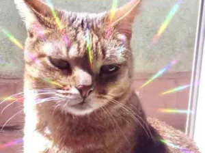 Gato raça Srd idade 2 anos nome Ruivo um lindo 