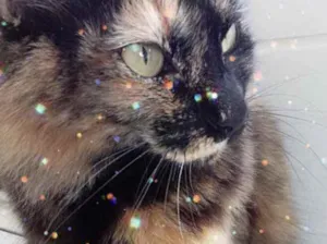 Gato raça Srd idade 2 anos nome Menina 