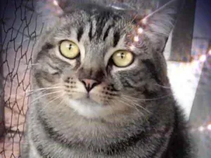 Gato raça Srd idade 1 ano nome Tom gorduchinho 