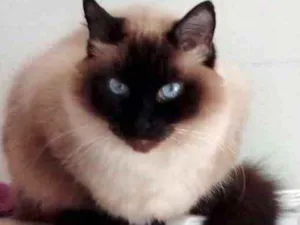 Gato raça Srd  idade 2 anos nome Gatinha 