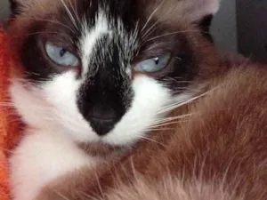 Gato raça Srd idade 1 ano nome Branca 