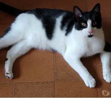 Gato raça Srd frajolinha  idade 1 ano nome Pitoco bonzinho 