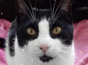 Gato raça Srd frajolinha  idade 1 ano nome Pitoco bonzinho 