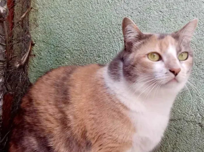 Gato raça Srd idade 1 ano nome Fumaça 