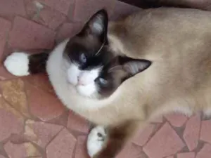 Gato raça Srd idade 1 ano nome Bolacha 