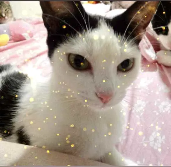 Gato raça Srd  idade 1 ano nome Cherry lindíssima 