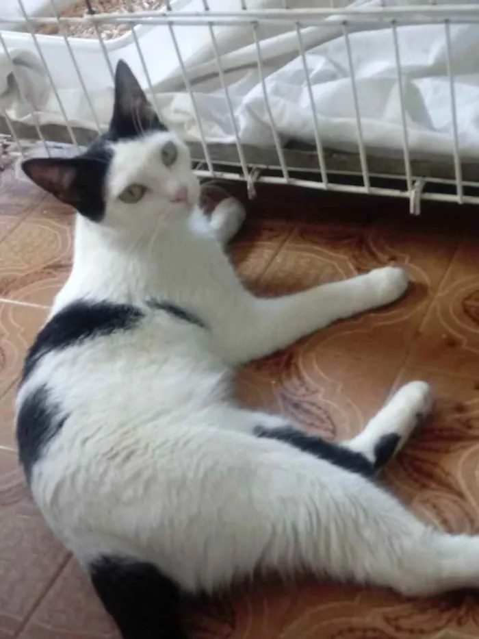 Gato raça Srd  idade 1 ano nome Cherry lindíssima 