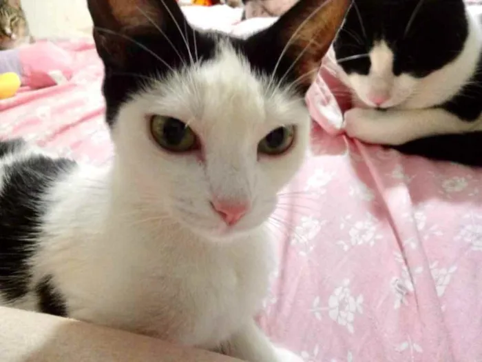 Gato raça Srd  idade 1 ano nome Cherry lindíssima 