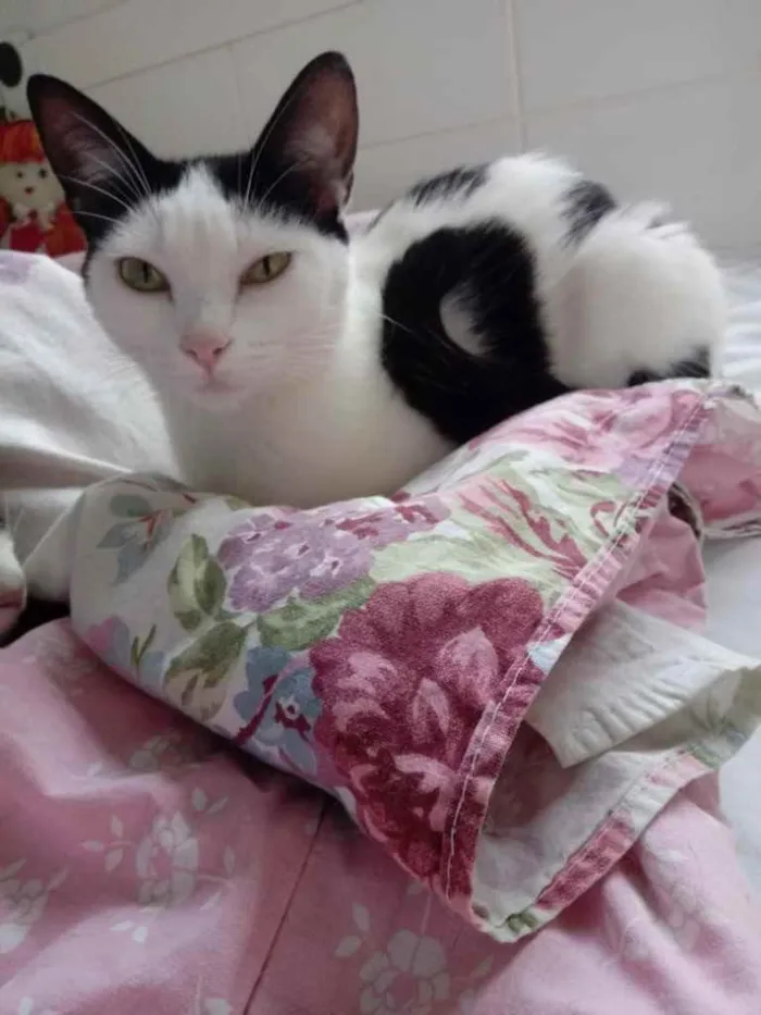 Gato raça Srd  idade 1 ano nome Cherry lindíssima 