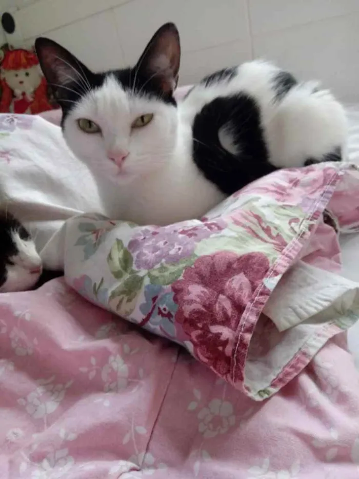 Gato raça Srd  idade 1 ano nome Cherry lindíssima 