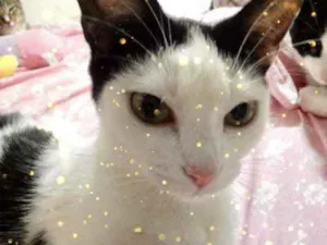 Gato raça Srd  idade 1 ano nome Cherry lindíssima 