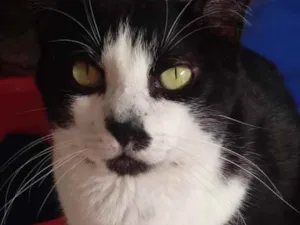 Gato raça Srd frajolinha  idade 3 anos nome Diego lindo 