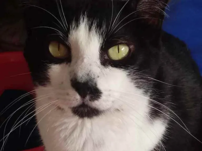 Gato raça Srd frajolinha  idade 3 anos nome Diego lindo 