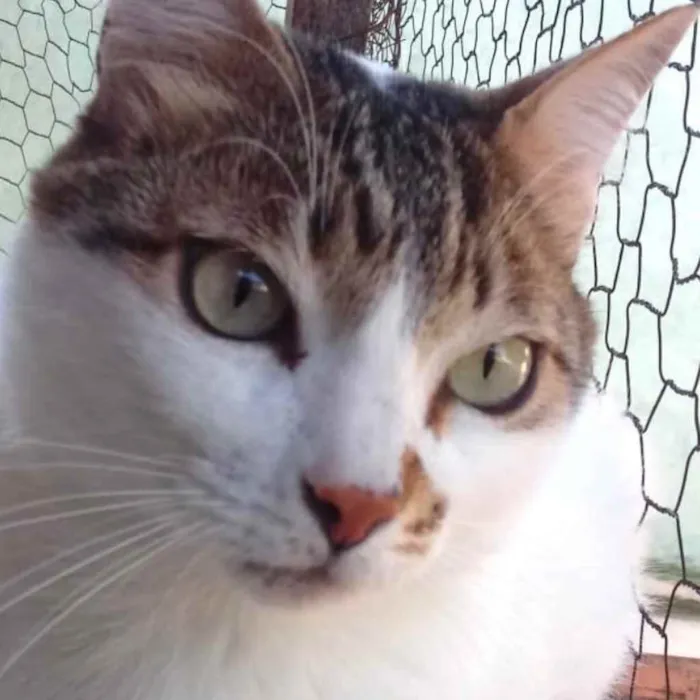 Gato raça Srd idade 3 anos nome Branquinho 