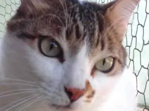 Gato raça Srd idade 3 anos nome Branquinho 