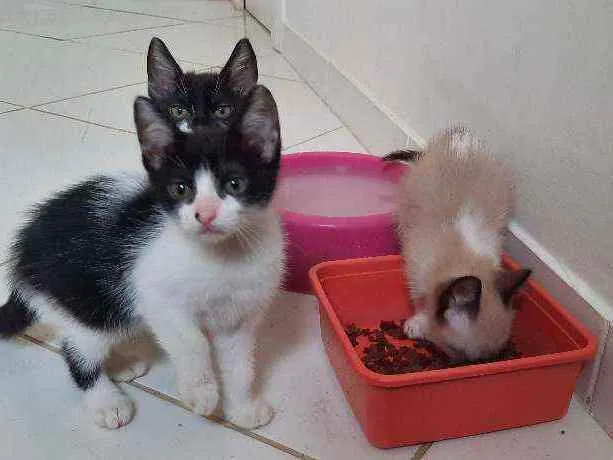 Gato ra a Sem raca idade Abaixo de 2 meses nome Filhotes sem nome