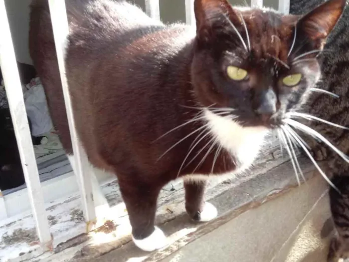 Gato raça Srd idade 2 anos nome Ariane Linda 