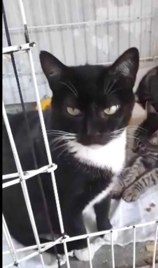 Gato raça Srd idade 2 anos nome Ariane Linda 