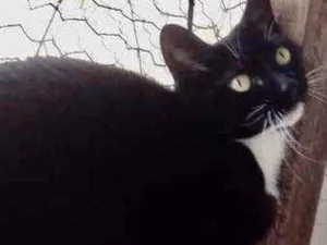 Gato raça Srd idade 2 anos nome Ariane Linda 