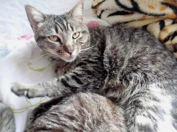 Gato raça Srd idade 2 anos nome Raja Linda 