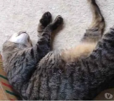 Gato raça Srd idade 2 anos nome Raja Linda 