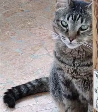 Gato raça Srd idade 2 anos nome Raja Linda 